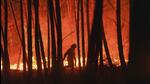 Forest fires have been a recurring issue in Maharashtra, with a significant rise in incidents during the summer season. (REPRESENTATIVE PHOTO) Forest fires have been a recurring issue in Maharashtra, with a significant rise in incidents during the summer season. (REPRESENTATIVE PHOTO)