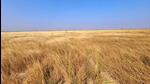 The Banni grasslands, along with the Kachchh Desert Sanctuary, cover approximately 5000 km² in the Kachchh district of north-western Gujarat. (File) The Banni grasslands, along with the Kachchh Desert Sanctuary, cover approximately 5000 km² in the Kachchh district of north-western Gujarat. (File)