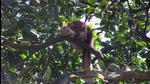 The Bhimashankar Sanctuary is popularly known for Giant Squirrel, the state animal in Maharashtra. (Hindustan Times File Photo) The Bhimashankar Sanctuary is popularly known for Giant Squirrel, the state animal in Maharashtra. (Hindustan Times File Photo)