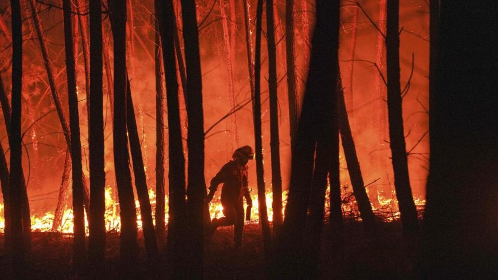 Forest dept seeks ₹100 cr to curb fires