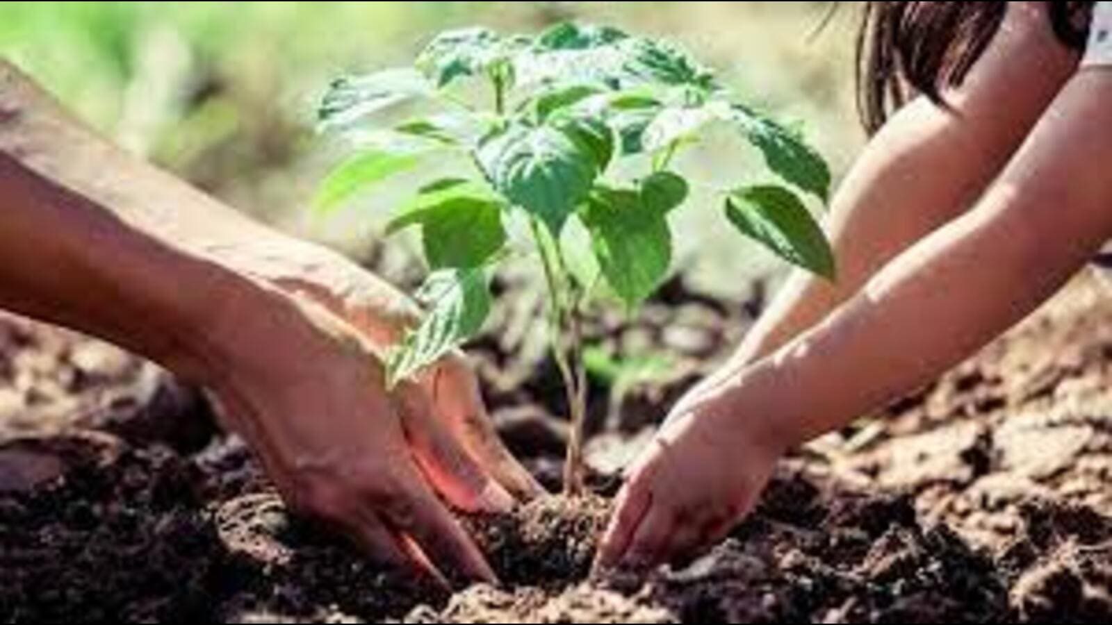 Over 3.72 crore saplings to beautify Uttar Pradesh riverbanks