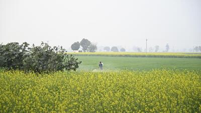 A farmer in Gurugram sprays pesticide on his mustard crops. (HT Archive) A farmer in Gurugram sprays pesticide on his mustard crops. (HT Archive)
