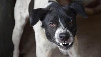 According to the Punjab and Haryana high court’s judgment, a compensation of ₹10,000 will be awarded for each teeth mark in dog bite cases. (HT file photo for representation) According to the Punjab and Haryana high court’s judgment, a compensation of ₹10,000 will be awarded for each teeth mark in dog bite cases. (HT file photo for representation)