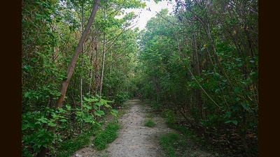 Haryana’s forest cover, as per a 2021 Forest Survey of India report, was 1,603 sq km. This was stated in a reply tabled in Lok Sabha on Monday by the Union ministry of environment, forest and climate change. (Representational image)