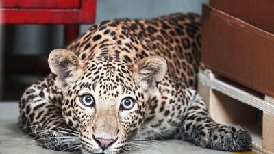 On March 4, Sachin, an eight-year-old male leopard escaped from its enclosure where it had been kept under quarantine and was captured 40 hours later. (REPRESENTATIVE PHOTO) On March 4, Sachin, an eight-year-old male leopard escaped from its enclosure where it had been kept under quarantine and was captured 40 hours later. (REPRESENTATIVE PHOTO)
