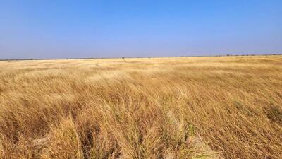 The Banni grasslands, along with the Kachchh Desert Sanctuary, cover approximately 5000 km² in the Kachchh district of north-western Gujarat. (File) The Banni grasslands, along with the Kachchh Desert Sanctuary, cover approximately 5000 km² in the Kachchh district of north-western Gujarat. (File)