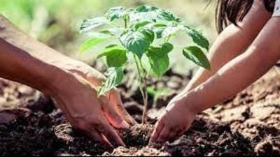 To ensure the conservation of these plantations, government has appointed nodal officers for oversight and management. (FOR REPRESENTATION) To ensure the conservation of these plantations, government has appointed nodal officers for oversight and management. (FOR REPRESENTATION)