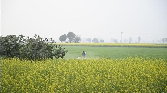 A farmer in Gurugram sprays pesticide on his mustard crops. (HT Archive)