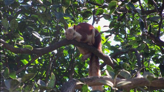 The Bhimashankar Sanctuary is popularly known for Giant Squirrel, the state animal in Maharashtra. (Hindustan Times File Photo)