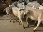 Activists said cow welfare will not benefit the SCs and STs. (Biplov Bhuyan/HT PHOTO) Activists said cow welfare will not benefit the SCs and STs. (Biplov Bhuyan/HT PHOTO)