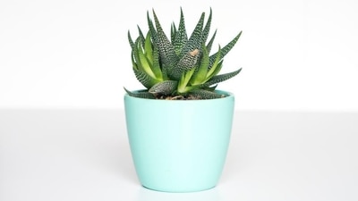 8. Desk Plant: A cute and low-maintenance desk plant to brighten up your friend's workspace.&nbsp; (Unsplash)