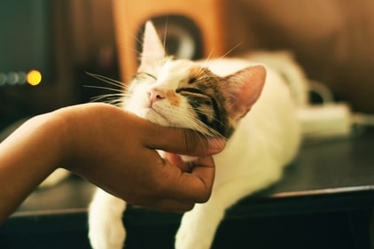You growing kittens and puppies need healthy diet, just like you! (Unsplash) You growing kittens and puppies need healthy diet, just like you! (Unsplash)