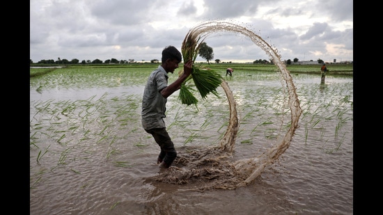 A farm labourer holds rice sapling as he prepares to plant them in a field on the outskirts of Ahmedabad, India, July 22, 2024. REUTERS/Amit Dave (REUTERS)