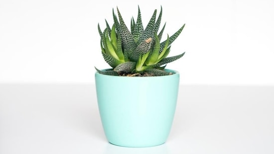 8. Desk Plant: A cute and low-maintenance desk plant to brighten up your friend's workspace.&nbsp;(Unsplash)