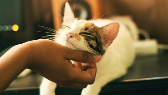 Adopting a cat? Here's your complete guide to managing their diet, health and well-being