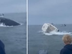 Huge humpback whale flips over boat, tosses fishermen into chilly sea off US coast (@ryanwhitney6/X) Huge humpback whale flips over boat, tosses fishermen into chilly sea off US coast (@ryanwhitney6/X)