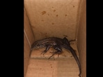 Snapshot of the lizard found in the air fryer. Snapshot of the lizard found in the air fryer.
