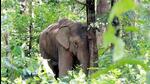 The Numaligarh Refinery authorities said that the officials buried the carcass to save the area from the anger of wild elephants. (Representational image) The Numaligarh Refinery authorities said that the officials buried the carcass to save the area from the anger of wild elephants. (Representational image)