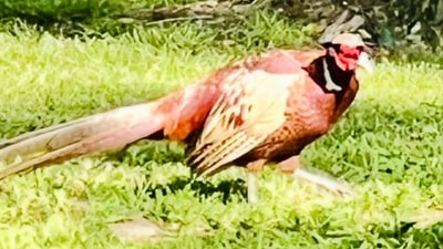 The actor also shared a picture of a bird. The actor also shared a picture of a bird.