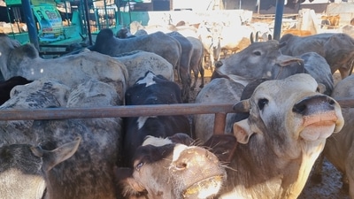 The project is yet to take off despite the BJP government having allocated ₹250 crore annually for building and running cow shelters across the state (HT Photo) The project is yet to take off despite the BJP government having allocated ₹250 crore annually for building and running cow shelters across the state (HT Photo)