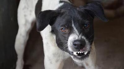 Despite 5,699 cases of dog-bite reported in Panchkula till June this year, the district administration is yet to constitute a committee to compensate victims. (HT Photo) Despite 5,699 cases of dog-bite reported in Panchkula till June this year, the district administration is yet to constitute a committee to compensate victims. (HT Photo)