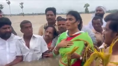 The video also showed YS Sharmila inspecting damaged crops in the area. (ANI) The video also showed YS Sharmila inspecting damaged crops in the area. (ANI)
