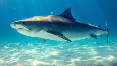 The scientists are unsure about the source of the cocaine but claim that it was introduced to the sharks in their natural habitat. (Unsplash/geerald) The scientists are unsure about the source of the cocaine but claim that it was introduced to the sharks in their natural habitat. (Unsplash/geerald)