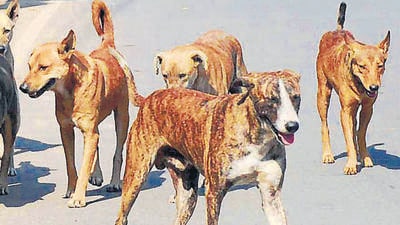 The boy’s uncle Shivam Kumar said the three-year-old was bitten by a dog on June 25, and was later taken to a private hospital, where he was administered doses of anti-rabies vaccine (ARV). (Representational image)