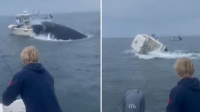 Huge humpback whale flips over boat, tosses fishermen into chilly sea off US coast (@ryanwhitney6/X)