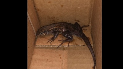 Snapshot of the lizard found in the air fryer. Snapshot of the lizard found in the air fryer.