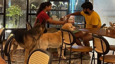 A pet cafe Lucknow A pet cafe Lucknow