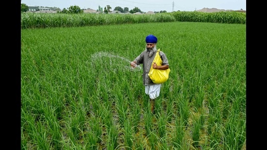 A farmer sprinkles fertiliser over crops at a rice field on the outskirts of Amritsar on July 23, 2024. (Photo by Narinder NANU / AFP) (AFP)