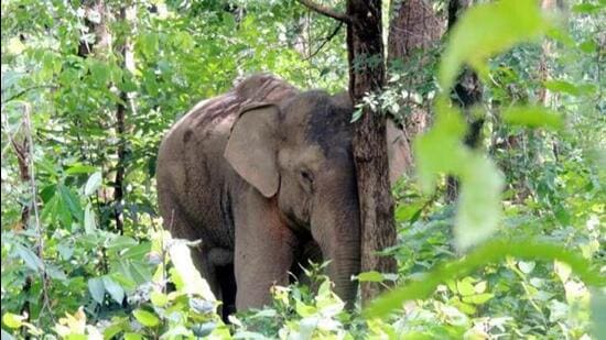 The Numaligarh Refinery authorities said that the officials buried the carcass to save the area from the anger of wild elephants. (Representational image)