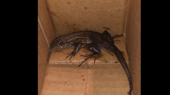 Snapshot of the lizard found in the air fryer. 