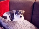 The dog was reunited with its owner after nine years. The dog was reunited with its owner after nine years.