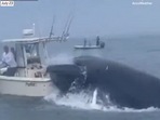 Snapshot of the whale flipping over the boat. Snapshot of the whale flipping over the boat.