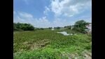 The source ponds full of water hyacinth and slowly drying up, since no work has been done for recharge them. (HT) The source ponds full of water hyacinth and slowly drying up, since no work has been done for recharge them. (HT)