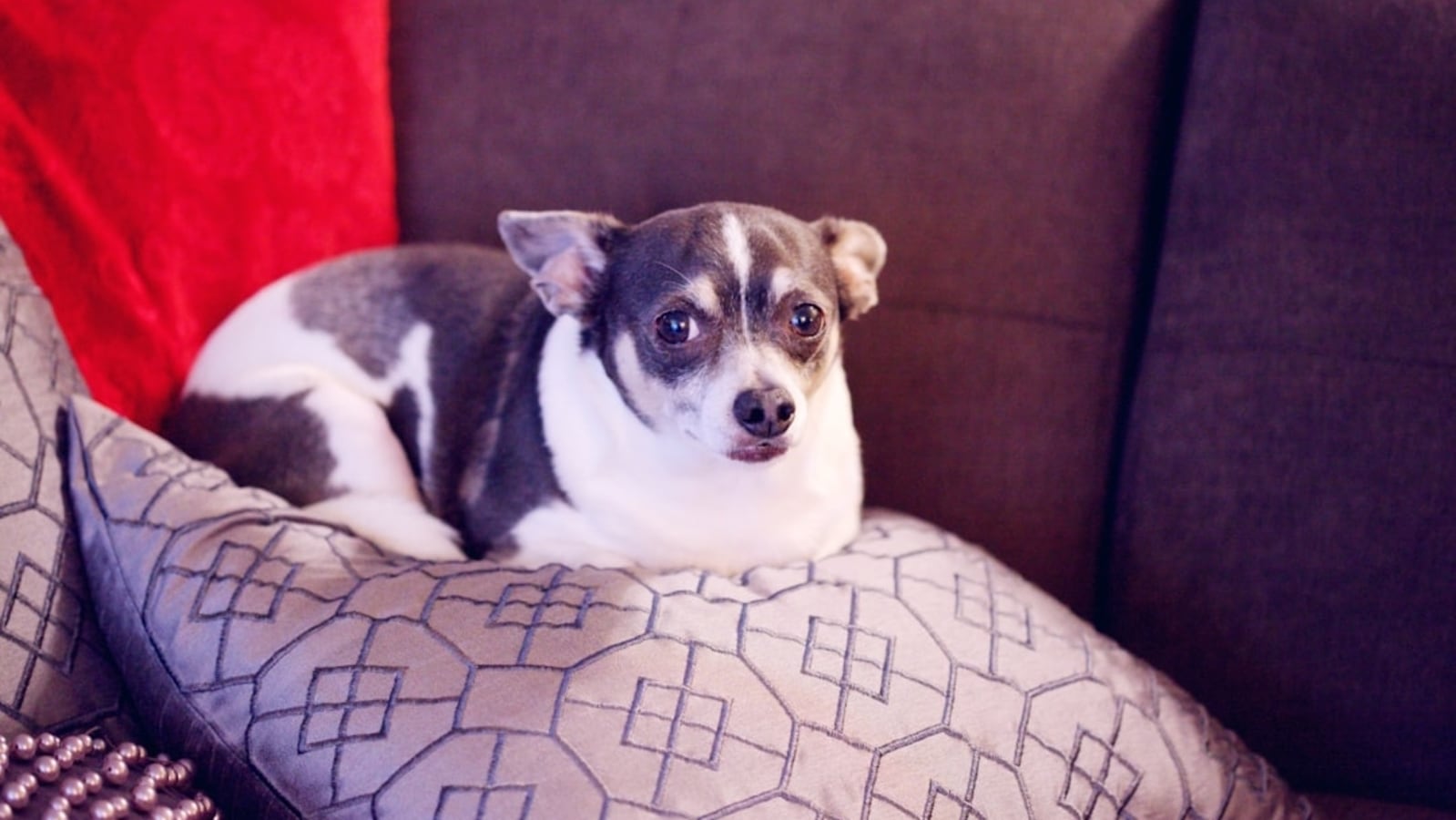 9 years gone, now home: Los Angeles woman reunites with lost pet dog after nearly a decade