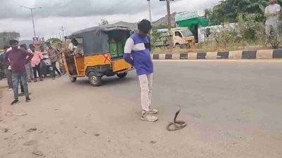 A drunk man was filmed 'playing' with a venomous cobra. (X/@sudhakarudumula) A drunk man was filmed 'playing' with a venomous cobra. (X/@sudhakarudumula)