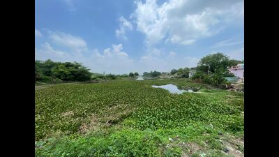 The source ponds full of water hyacinth and slowly drying up, since no work has been done for recharge them. (HT) The source ponds full of water hyacinth and slowly drying up, since no work has been done for recharge them. (HT)