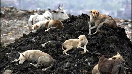 The pets’ owner Sundar Singh alleged that the neighbours generally objected if his family took the two for dog-walking or at times tied them outside their own house. (Raj K Raj/HT Photo)