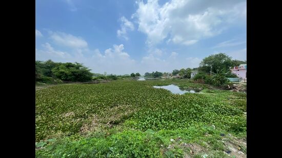 The source ponds full of water hyacinth and slowly drying up, since no work has been done for recharge them. (HT)