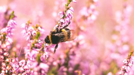 Bees only sting when they are provoked(unsplash)