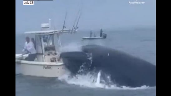 Snapshot of the whale flipping over the boat. 