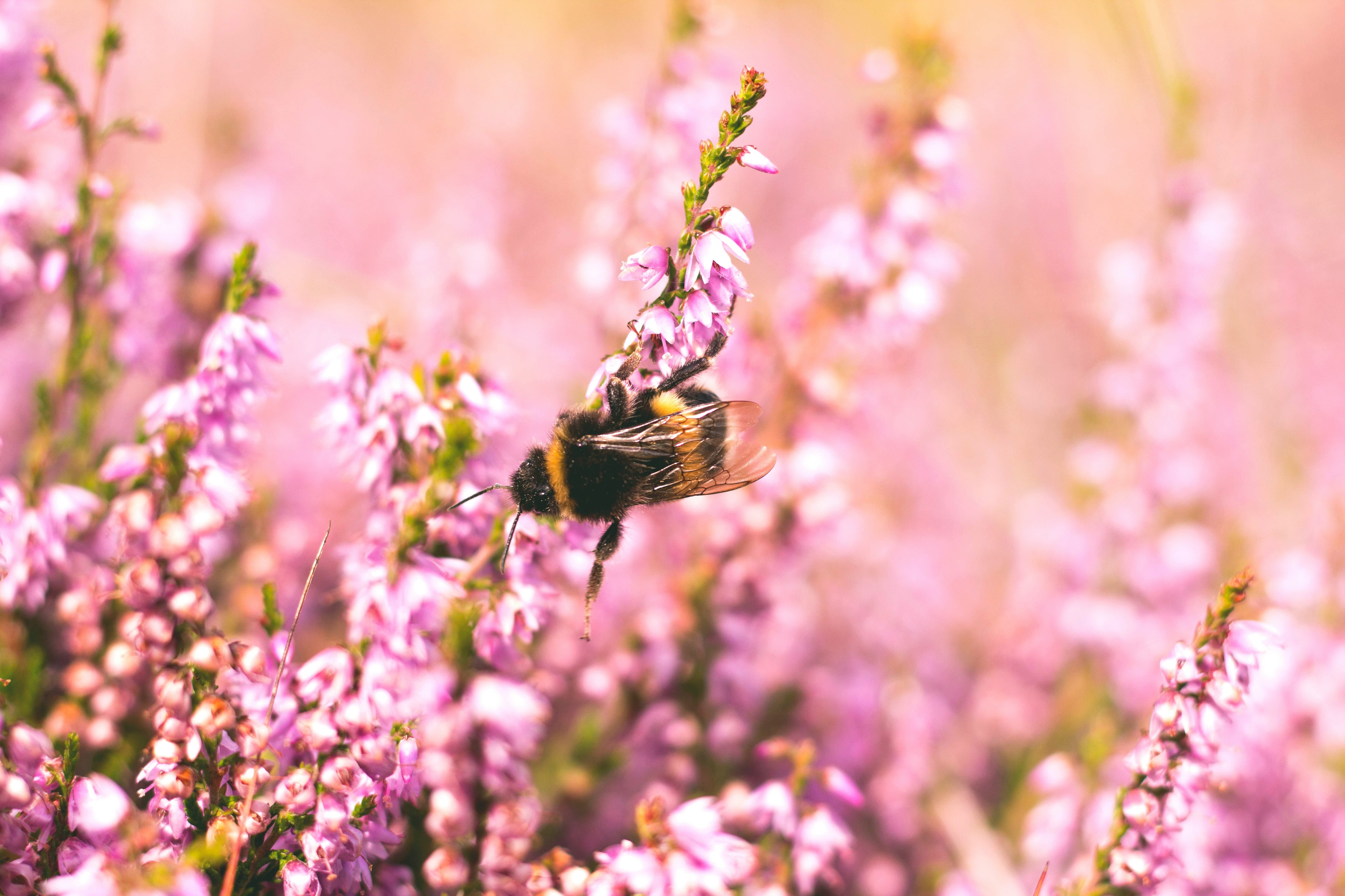 Stung by a bee like actor Matthew McConaughey? Doctors share tips on how to treat bee stings