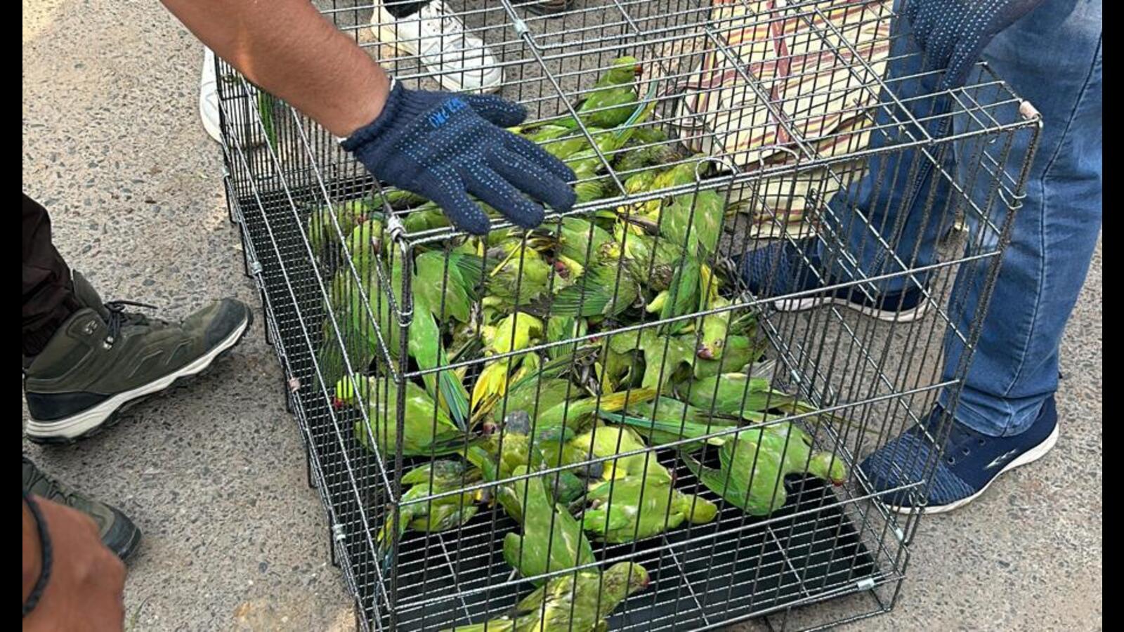 700 birds, mostly parakeets, rescued from Old Delhi Market