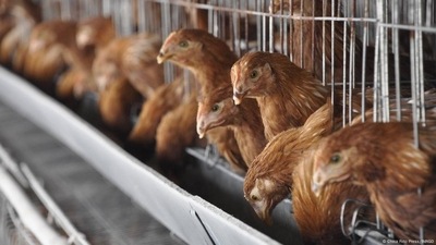 Bird flu outbreaks since 2022 have forced poultry farmers around the world to cull their stocks in attempts to stop the virus spreading. (China Foto Press/IMAGO) Bird flu outbreaks since 2022 have forced poultry farmers around the world to cull their stocks in attempts to stop the virus spreading. (China Foto Press/IMAGO)