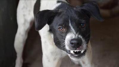 A six-year-old, Sushmita, was sitting in her shanty when the dog bit her leg. (HT FIle photo for representation)