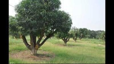 Chief administrator HSVP, Panchkula, TL Satyaparkash, said, “The land is of HSVP which is being auctioned. We can look into the issue but none of the residents have approached us with this grievance. (HT representational image) Chief administrator HSVP, Panchkula, TL Satyaparkash, said, “The land is of HSVP which is being auctioned. We can look into the issue but none of the residents have approached us with this grievance. (HT representational image)