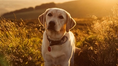 Bengaluru housing societies cannot impose ban and bylaws on pets, BBMP issues guidelines (Unsplash/@samuelthomps0n)